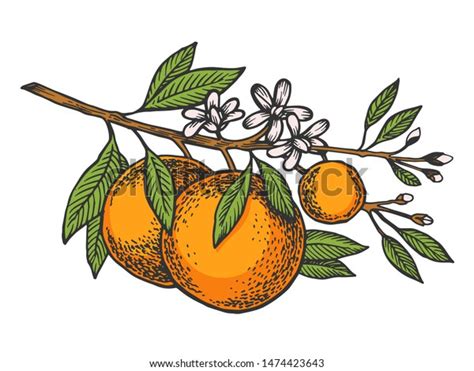 Arbol De Naranja Dibujo