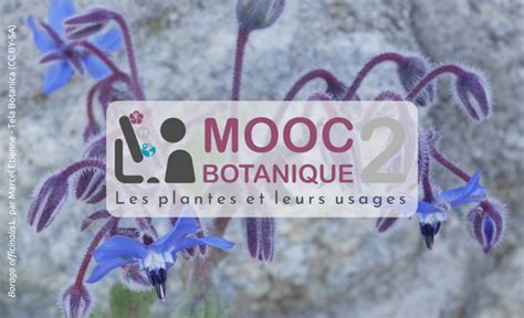 Des Nouvelles Du Mooc Botanique Les Plantes Et Leurs Usages Tela