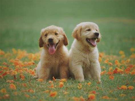 Ração para Golden Retriever Top 10 melhores