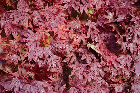 How To Grow Bloodgood Japanese Maples Gardeners Path