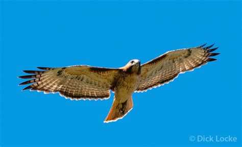 Texas Hill Country Bird Pictures