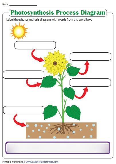 Photosynthesis And Cellular Respiration Diagram Quizlet