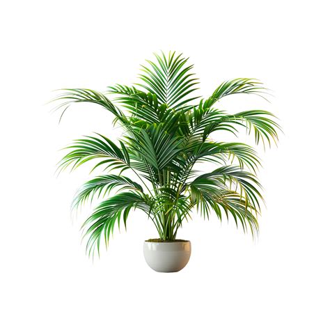 Tropical Palm Plant with Intricate Leaf Details 46567333 PNG