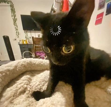 cat pfp funny  cats cat memes funny animals