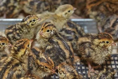 Japanese Quail Chicks | Aster Vender Birds