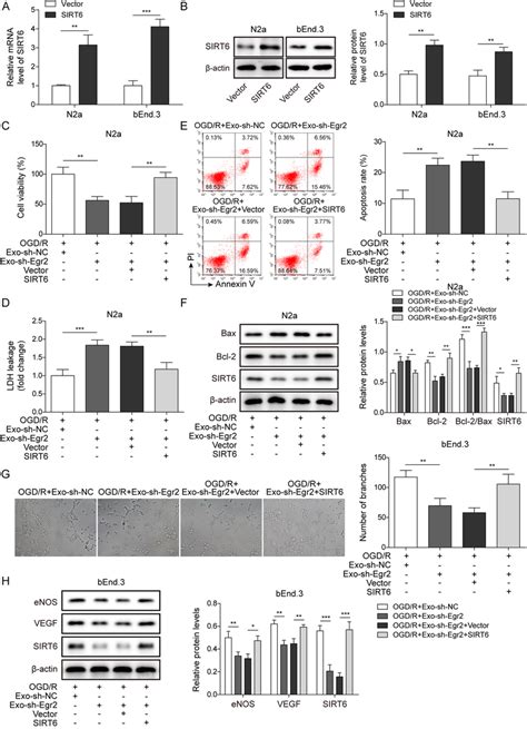 Overexpression Of Sirt Reversed The Incompetency Of Egr Silencing