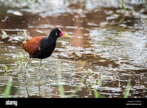 Wattled Jacana Jacana Jacana Guyana South America Stock Photo Alamy