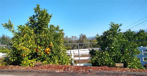 Cara Cara Navel Orange Tree A Profile Greg Alder S Yard Posts Southern California Food Gardening