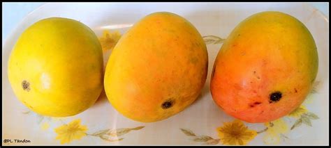 Mangoes of India - Tracing the king of fruits