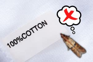 Do Moths Eat Cotton Clothes? (And How to Stop Them)