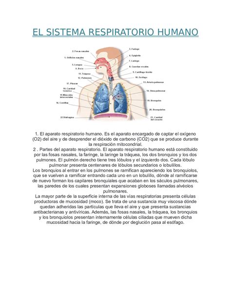 Sistema Respiratorio Funcionamiento Y Partes En Pocas Palabras