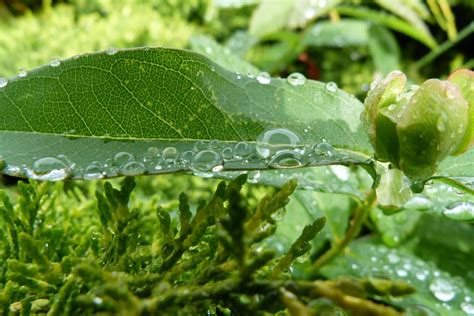 Fotos gratis árbol naturaleza césped Rocío hoja flor primavera