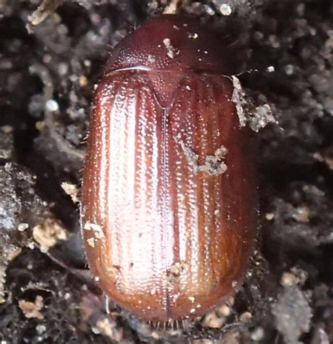 Beetle Serica Bugguide Net