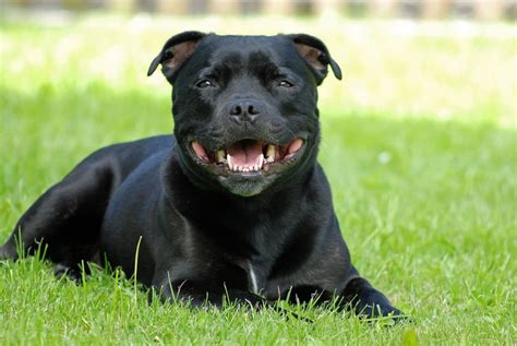 Staffordshire Bull Terrier características curiosidades e preço