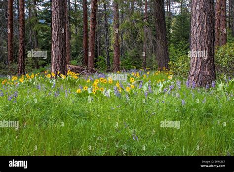 Forest meadow with blooming wild flowers surrounded by giant ponderosa ...