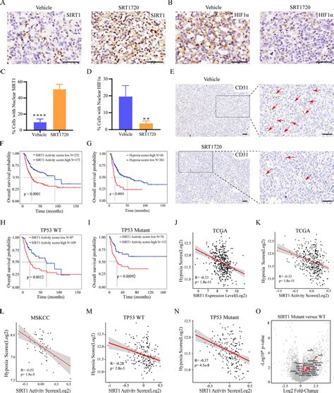 Srt Downregulated The Hypoxia Pathway Through Activating Sirt To