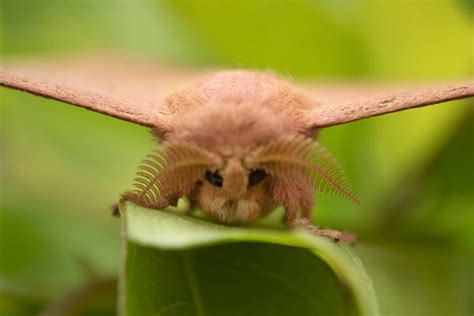 Ces Animaux Sont Les Plus Tranges Du Monde