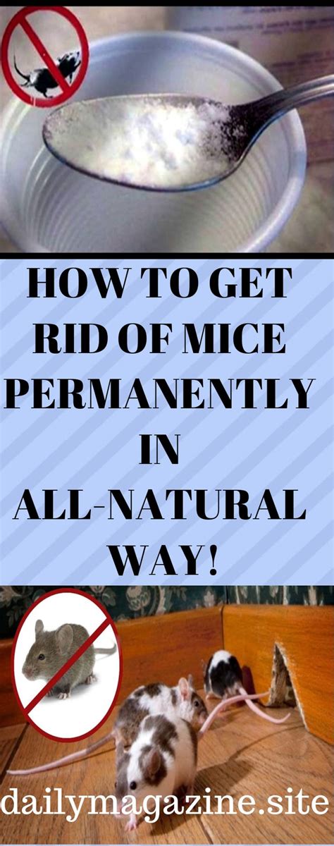 HOW TO GET RID OF MICE PERMANENTLY IN ALL NATURAL WAY Getting Rid Of