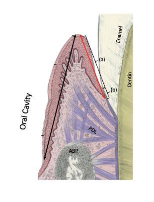 Tooth Development V Flashcards Quizlet