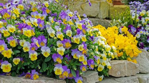 How To Grow And Take Care Of Violas