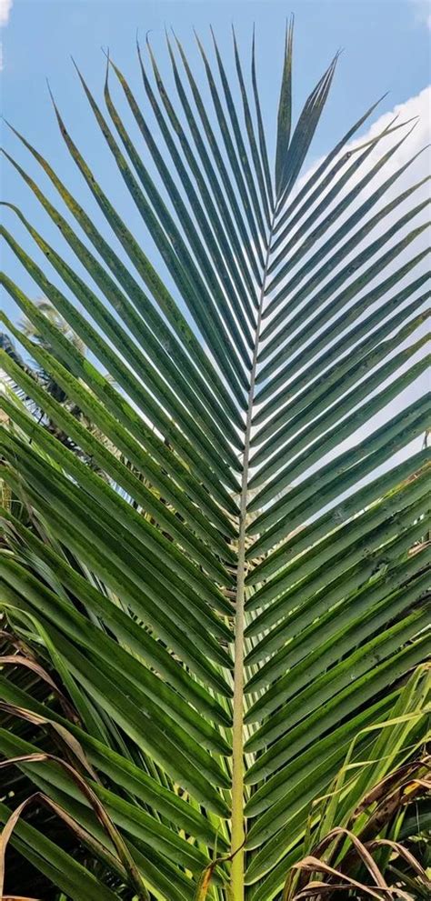 Well Watered West Coast Tall Green Coconut Plant For Fruits At Rs 500