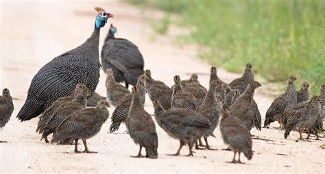 Guinea Fowl Guard Birds Pest Control These Birds Are Unsung Heroes