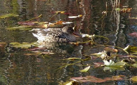 eBird Québec Checklist 29 Oct 2020 Domaine de Maizerets 23 species