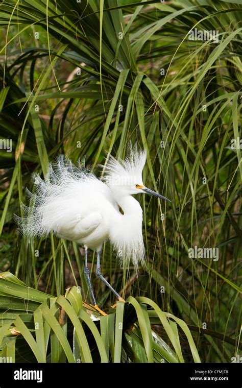 A Snowy Egret In Breeding Plumage At The Alligator Farm Rookery In St