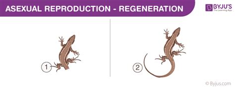 Asexual Reproduction Types Advantages Disadvantages Examples