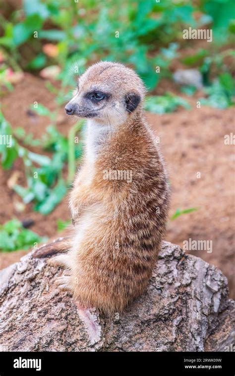 Meerkat Suricata Suricatta On Hind Legs Portrait Of Meerkat Standing