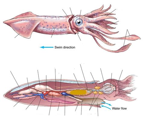 Squid Anatomy Diagram Quizlet