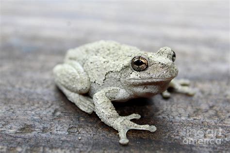 Eastern Gray Tree Frog Pretty Eyed Amphibian Photograph By Scott D