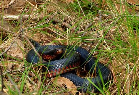 Red-Bellied Black Snake Facts and Pictures | Reptile Fact