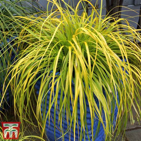 Carex Oshimensis Everillo Thompson And Morgan