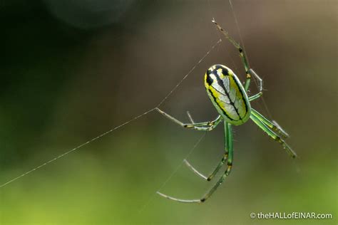 An Orchard Orb Weaver David At The HALL Of EINAR