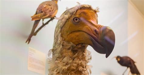 When Did Dodo Birds Go Extinct A Z Animals