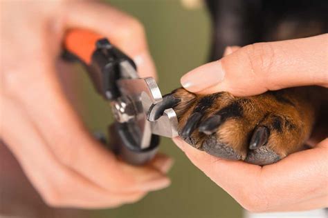 How To Trim Puppy Nails Without A Fuss Fear Free Happy Homes