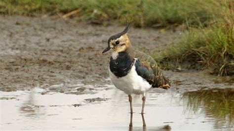 Paul Green Wild Wire Workshop Lapwing Visit East Of England