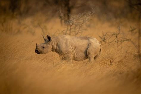 Premium Photo | Baby black rhino stands in long grass