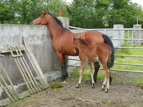 connemara foals | 49 All Sections Ads For Sale in Ireland | DoneDeal