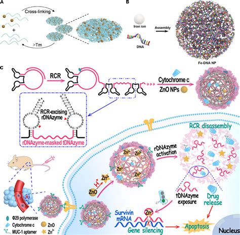 Frontiers Dna Functional Nanomaterials For Controlled Delivery Of