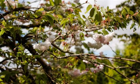 Visiting Garnish Island: Ireland’s Exotic Garden Island - The Idyll