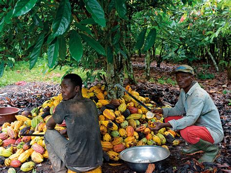 Sweet Nothings What West Africas Copec Plan Means For Cocoa Farmers