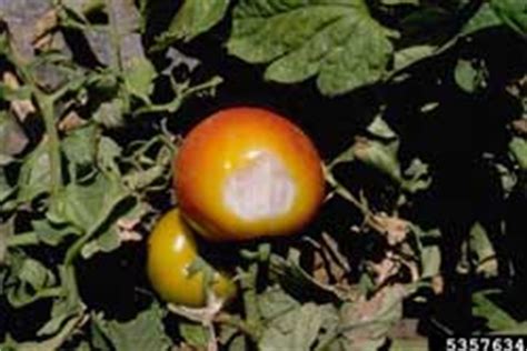 Common Tomato Diseases And Disorders Got Pests Board Of Pesticides