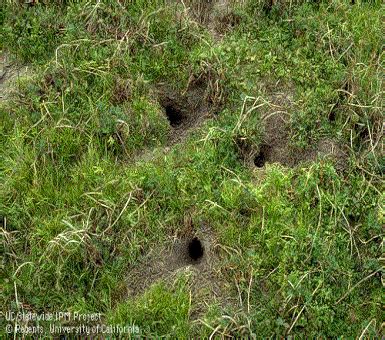 pest control - Is there any way to prevent vole lawn-destruction during ...