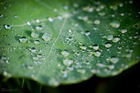 1920x1272 / water drops macro leaves wallpaper - Coolwallpapers.me!