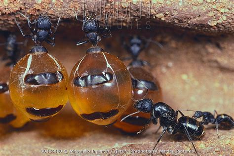 Honeypot Ant stock photo - Minden Pictures