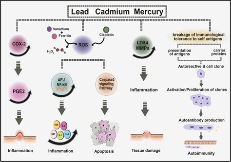 The Effects Of Lead Cadmium And Mercury Exposure On The Induction Of