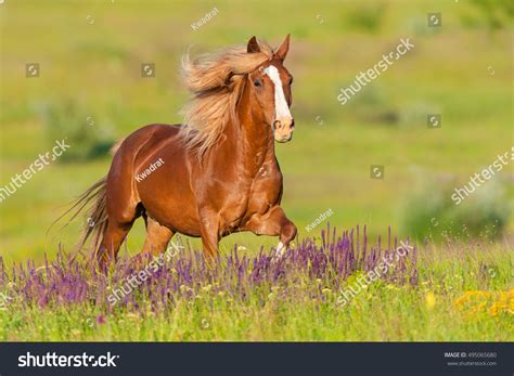 horse images stock  vectors shutterstock