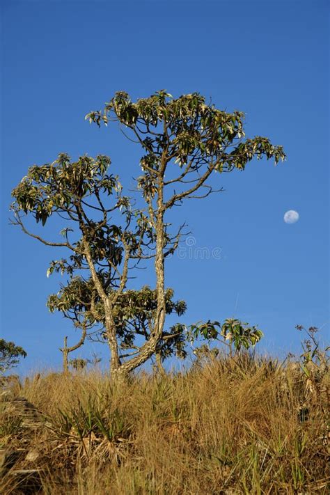 Arvore De Candeia - Árvore De Candeia E Lua Crescente No Parque No Brasil Imagem de Stock ...